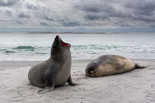 Young southern elephant seals-resting on a beach Sea Lion Island-Falkland Islands Beach Print